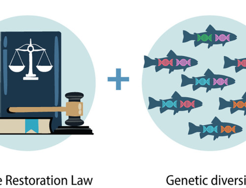 Restoring genetic diversity to facilitate the implementation of the EU Nature Restoration Law