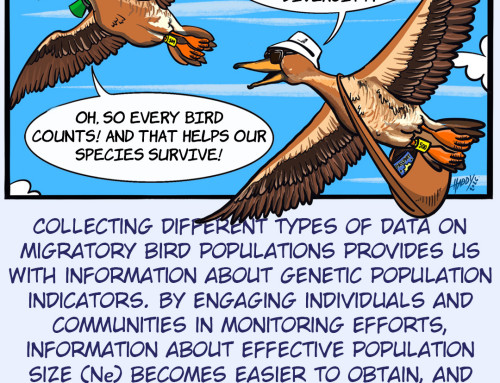 Happy World Migratory Bird Day! – check out our new cartoon